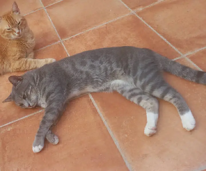 gato lost   08800 Vilanova i la Geltrú Nene