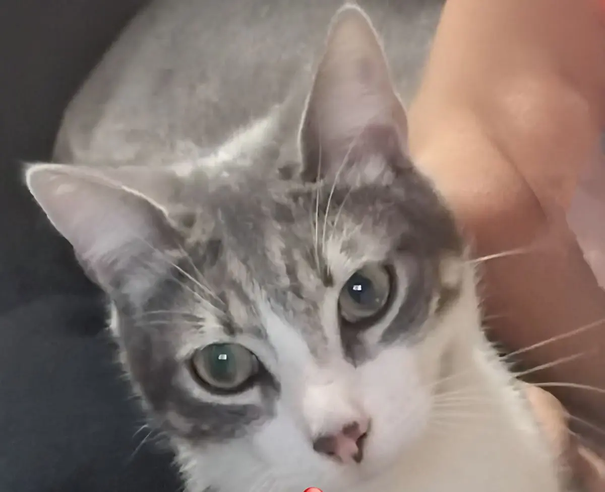 gato lost   08818 Olivella Titus