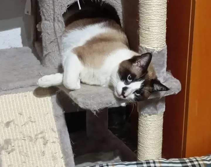 gato lost   08720 Vilafranca del Penedès Kori
