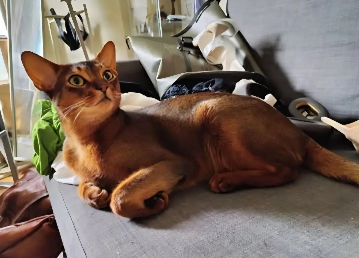 gato lost   08320 el Masnou Efreet