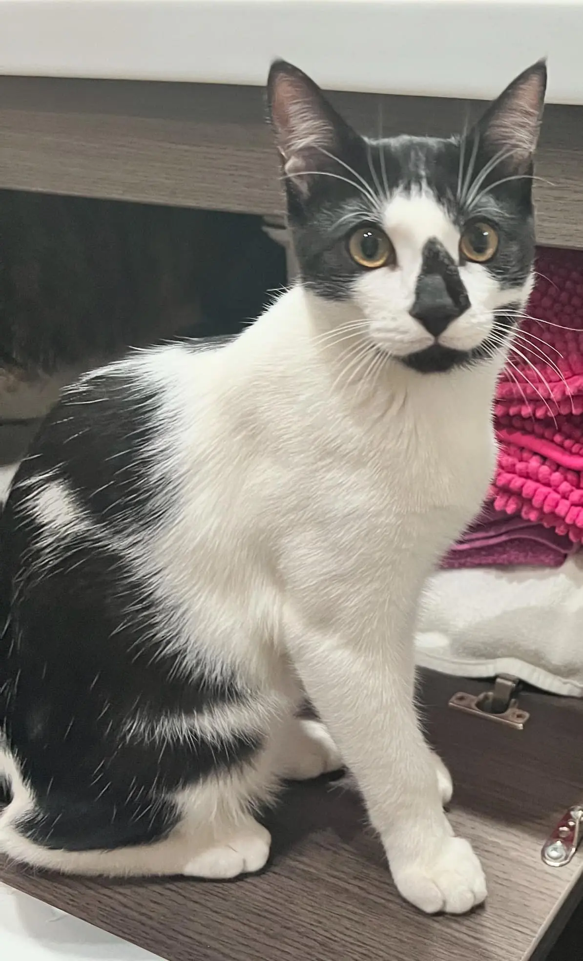 gato lost   08370 Calella Gato