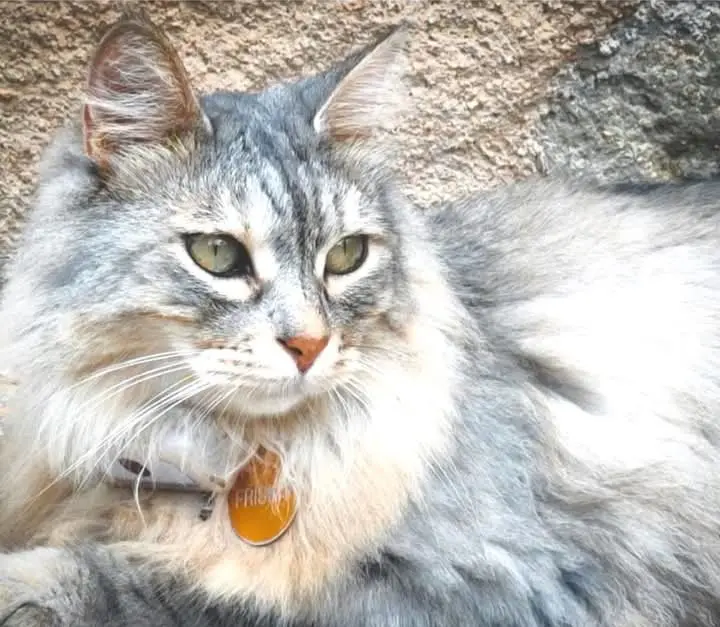 gato lost   08329 Teià No lo sé