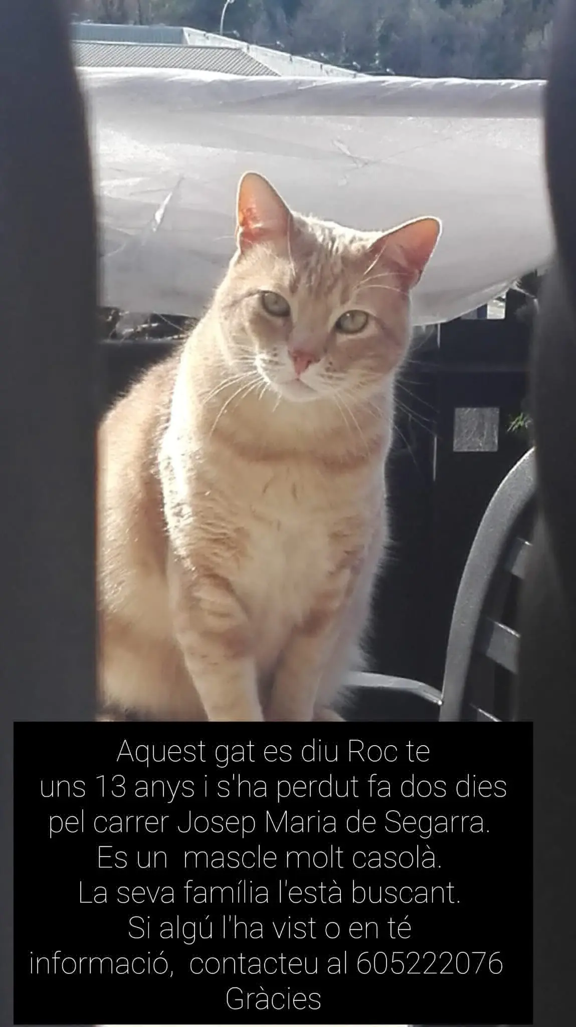 gato lost   08397 Pineda de Mar Roc