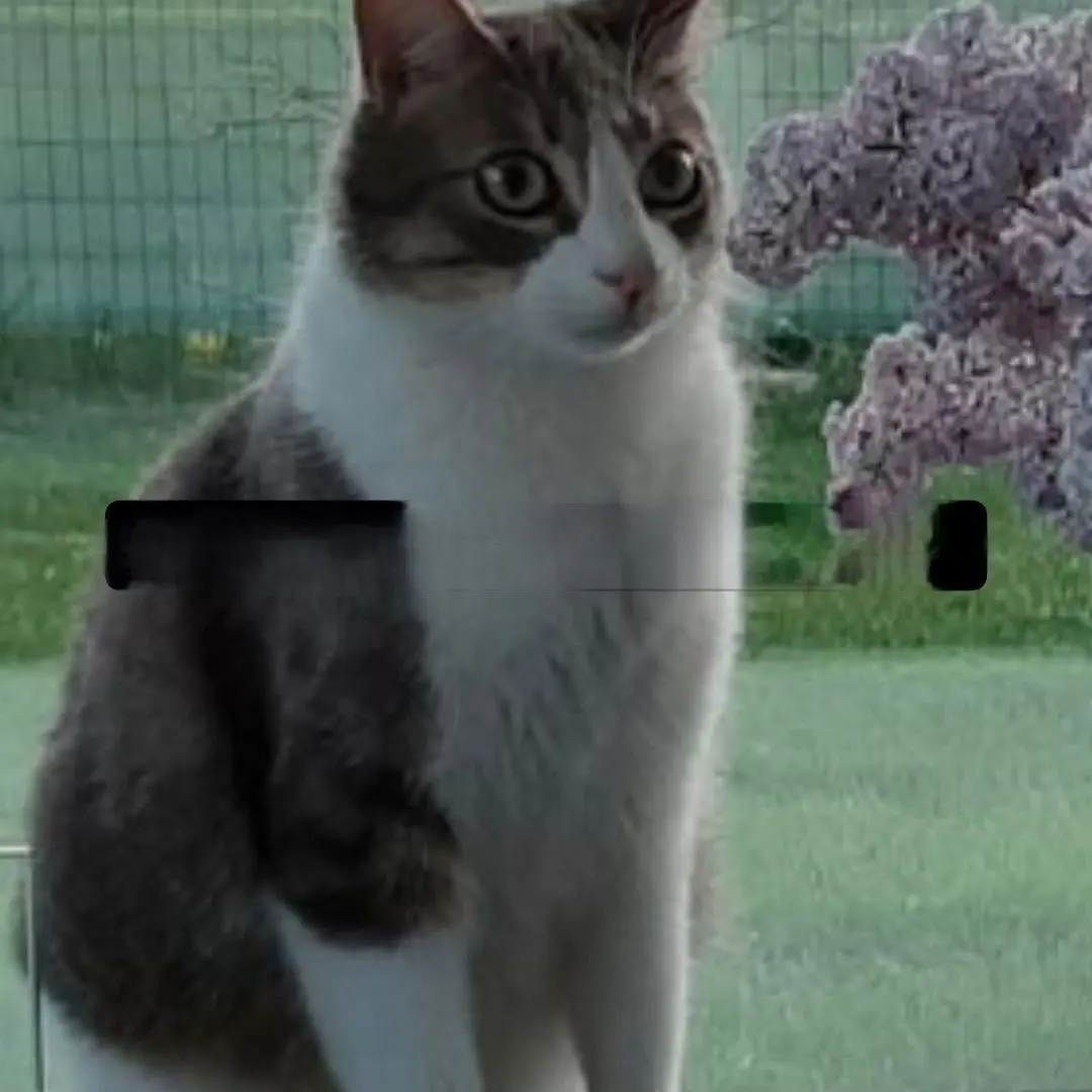gato lost   08506 Calldetenes Miki