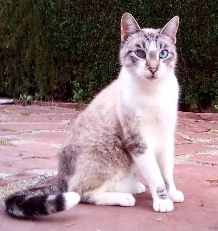 gato lost   08184 Palau-solità i Plegamans Apolo