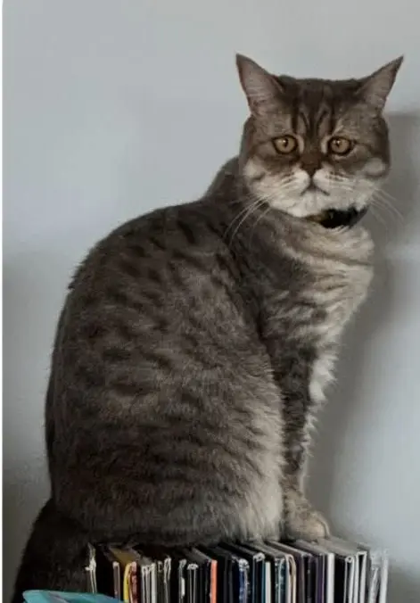 gato lost    Sant Cugat del Vallès Cookie