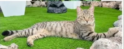 gato lost   08755 Castellbisbal Miu