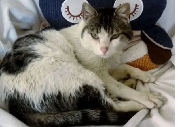 gato lost   08480 l'Ametlla del Vallès Fermín