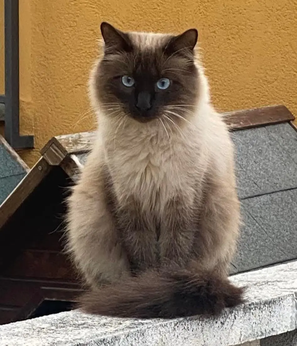 gato lost    Lliçà d'Amunt Goku
