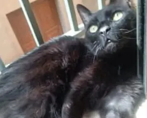 gato lost   08140 Caldes de Montbui Sushi