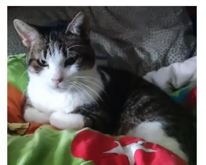 gato lost    Granollers Patricio