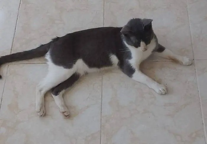 gato lost    Mérida Cenizo