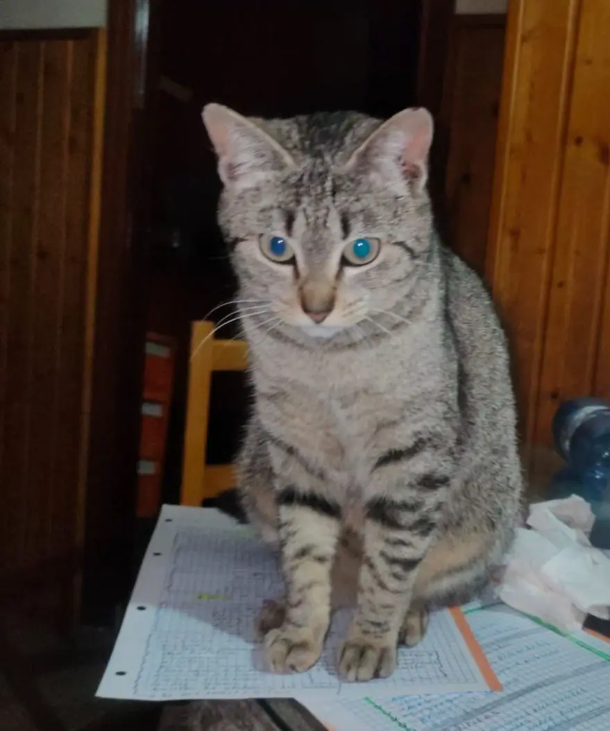 gato lost    Mérida Kity