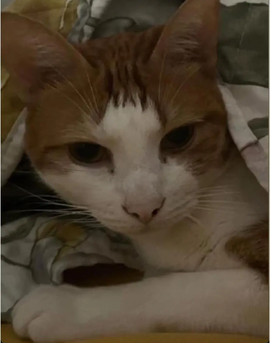 gato lost    Mérida Pumuki