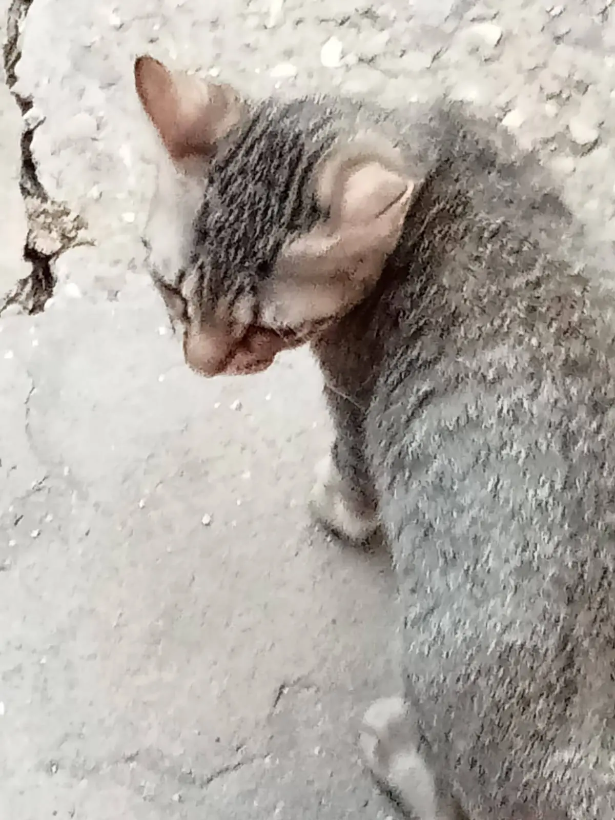 gato lost     Athos