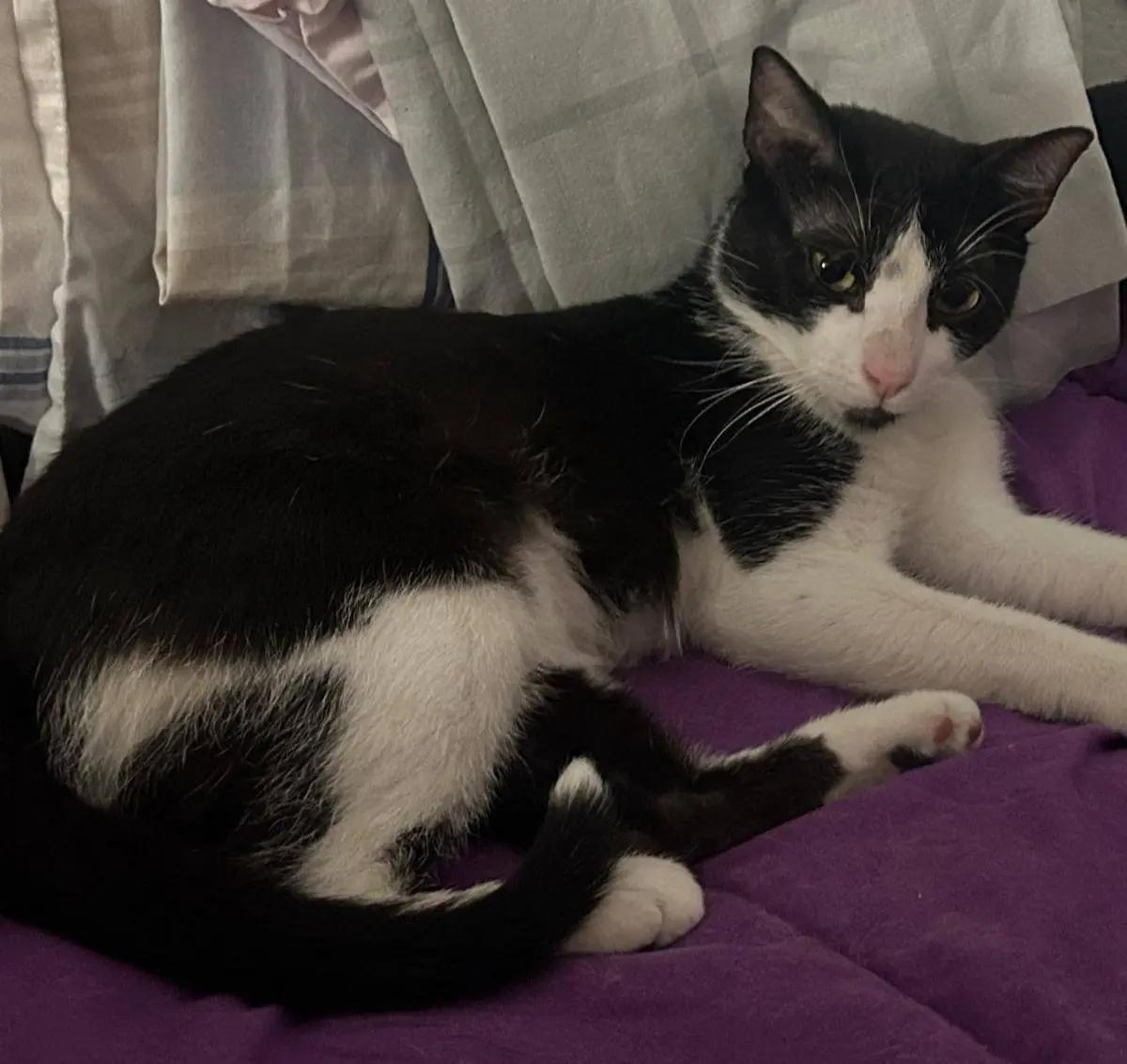 gato lost     Joselito