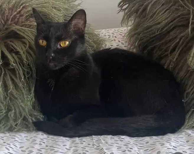 gato lost     Mandela