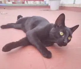 gato lost     Michigun