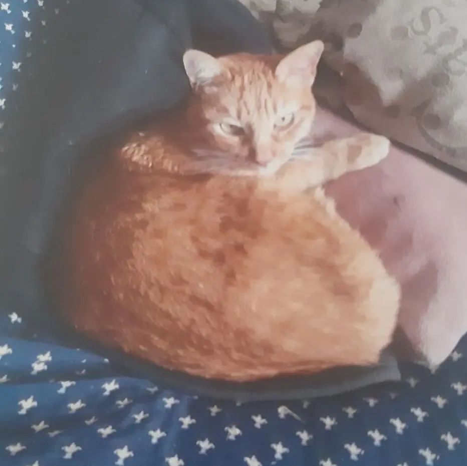 gato lost     Pulguin