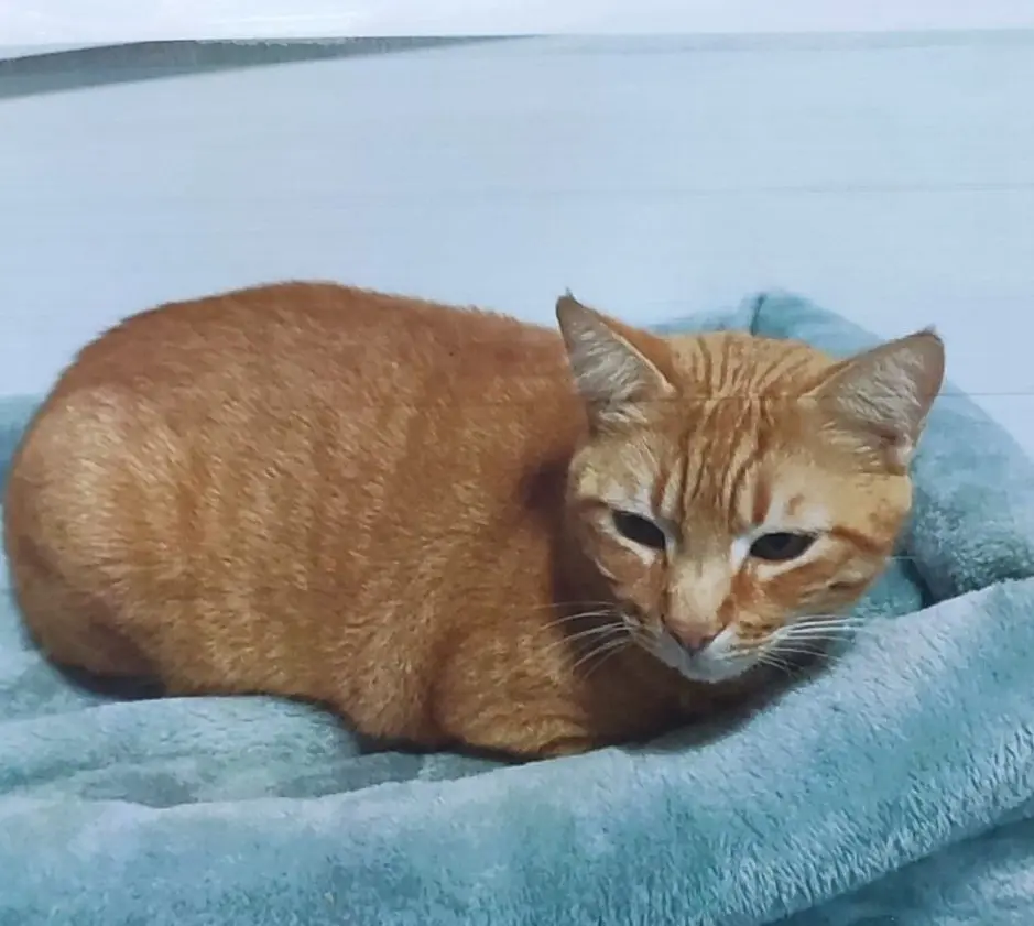 gato lost    Barakaldo Rubio