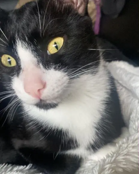 gato lost   48970 Basauri Beltza