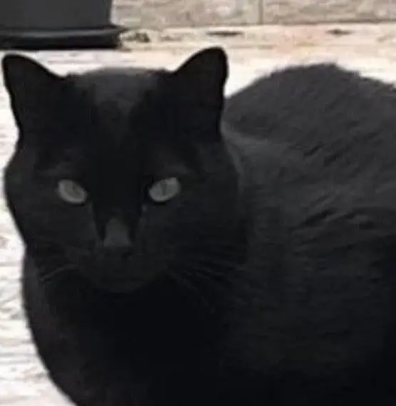 gato lost  Paseo de la Estación 48510 Valle de Trápaga-Trapagaran Beltza