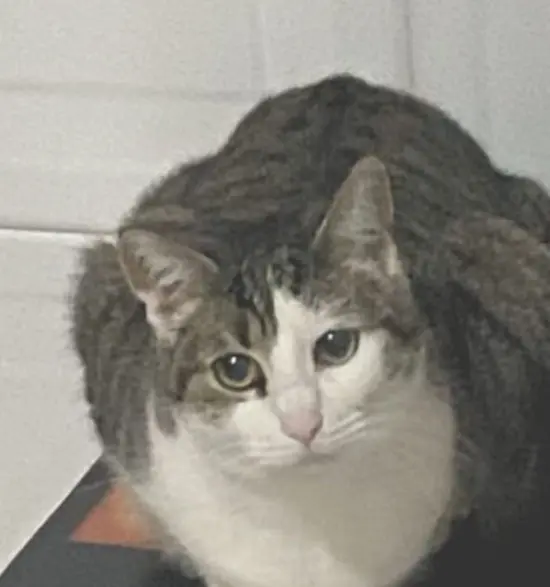 gato lost   48920 Portugalete Beni