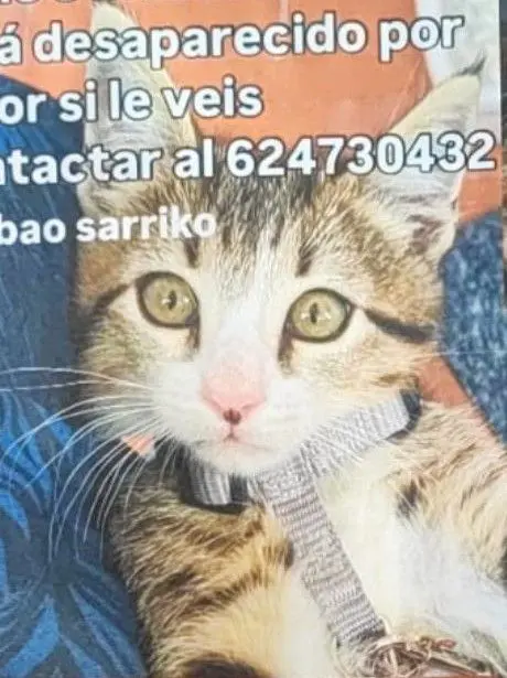 gato lost    Bilbao Gary