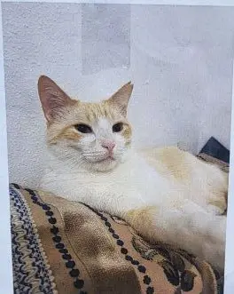 gato lost    Bilbao Zuri