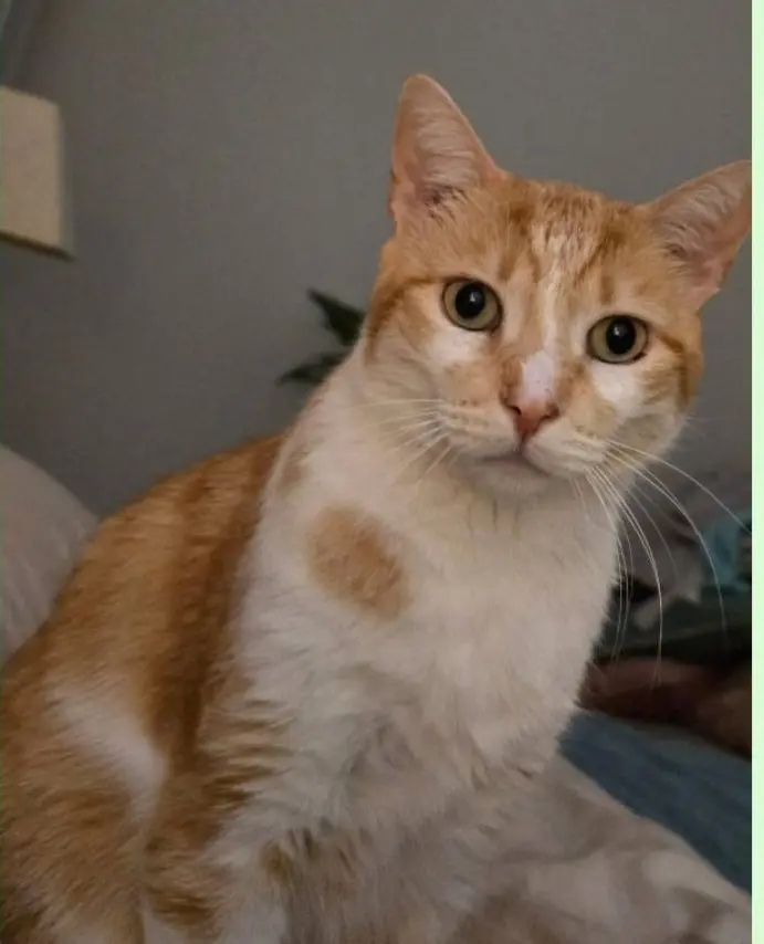 gato lost   48330 Lemoa Buda