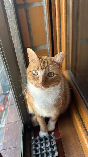 gato lost   48970 Basauri Eguz