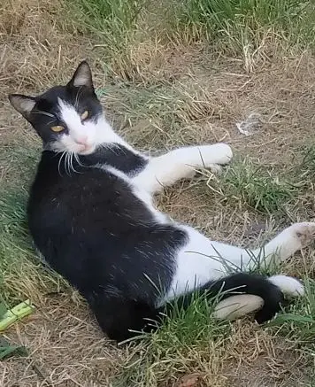gato lost   48100 Mungia Felix