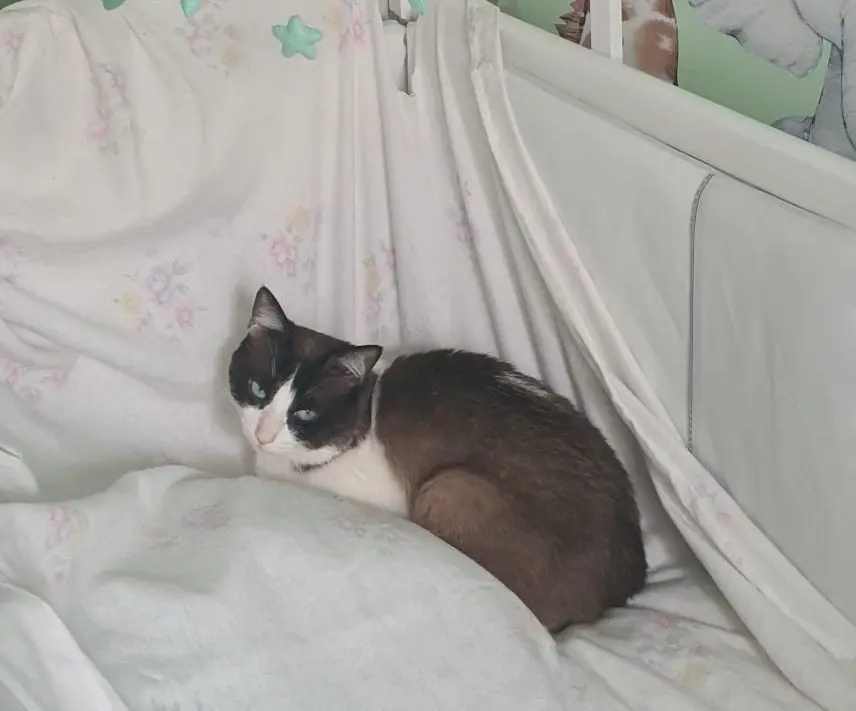 gato lost   48180 Loiu Flechy