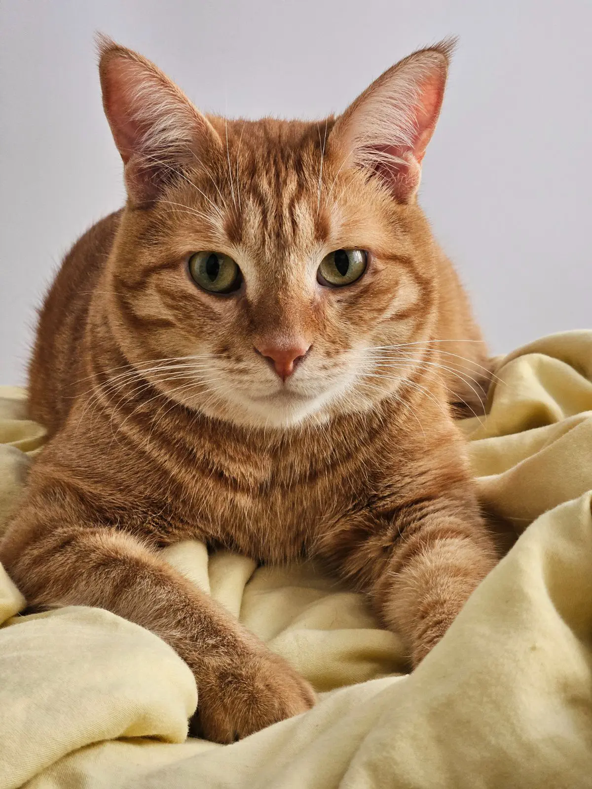 gato lost    Getxo Floppa