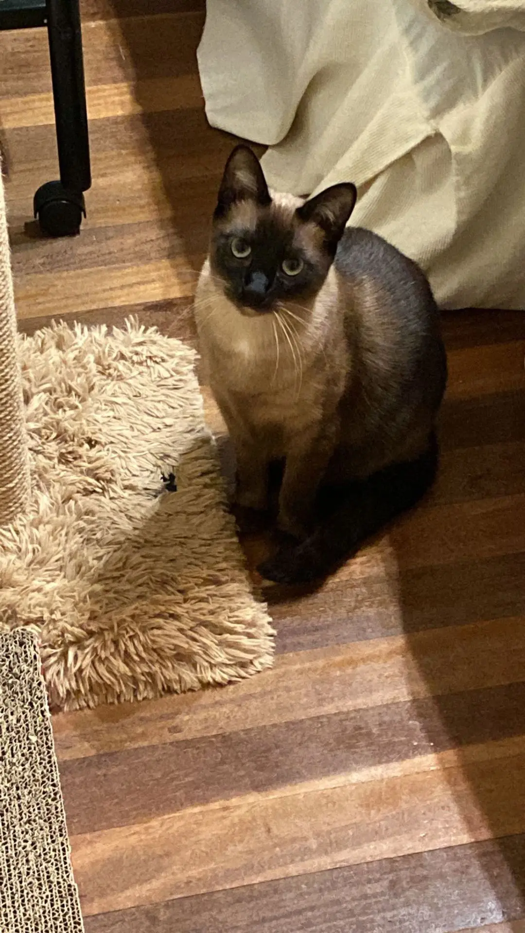 gato lost    Getxo Isu