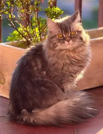 gato lost    Sondika Kiwi