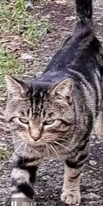 gato lost   48640 Berango Misino