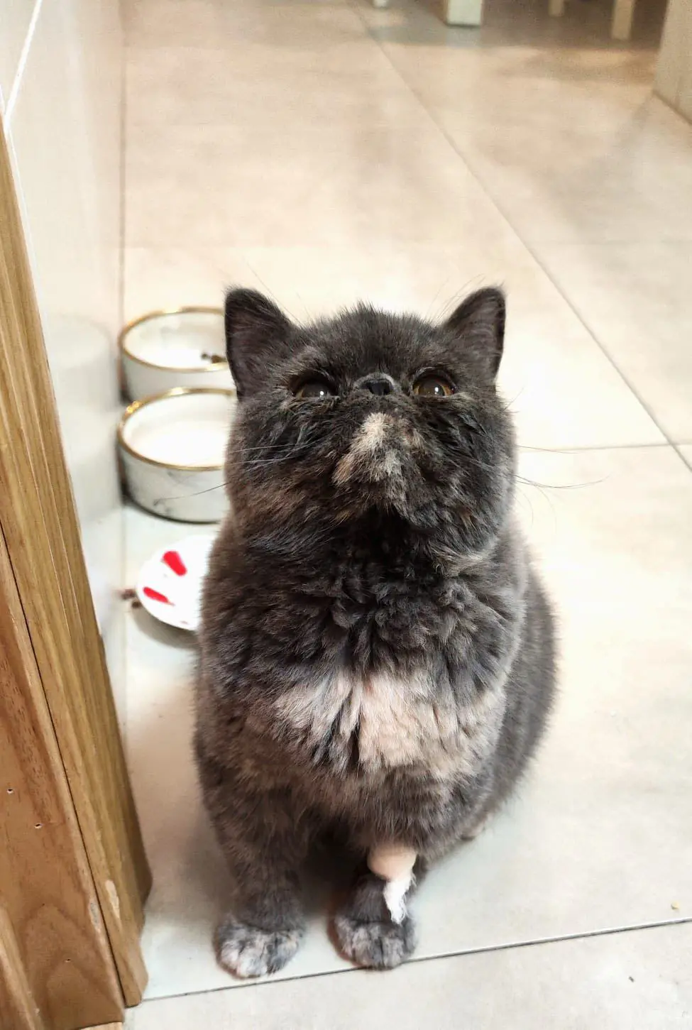 gato lost   48530 Ortuella Molly