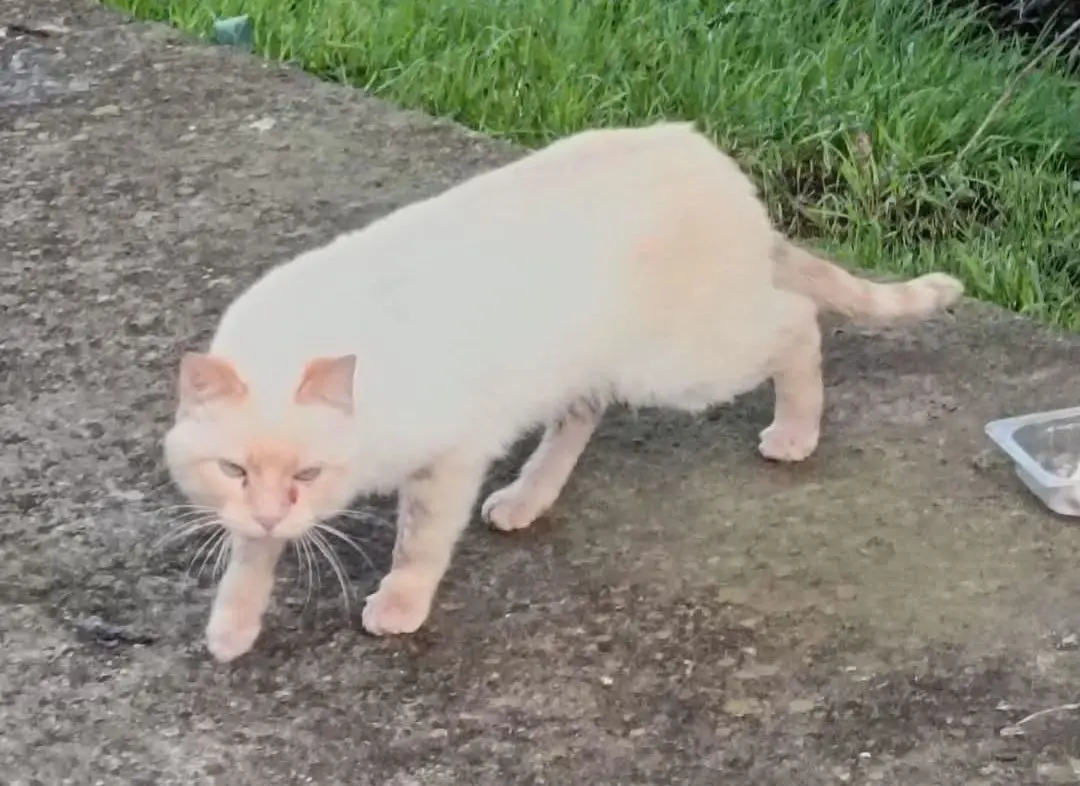 gato lost   48980 Santurtzi Noa