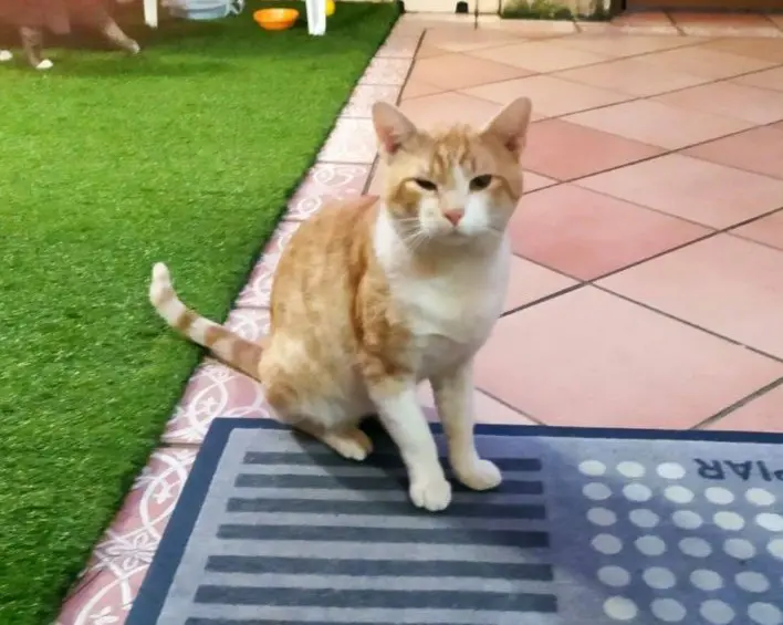 gato lost    Getxo Patys