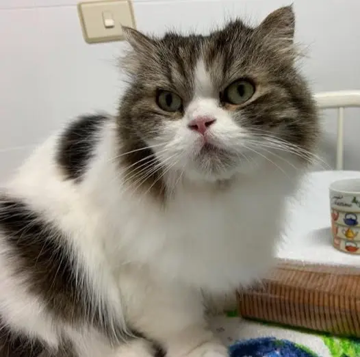 gato lost   48920 Portugalete Peru