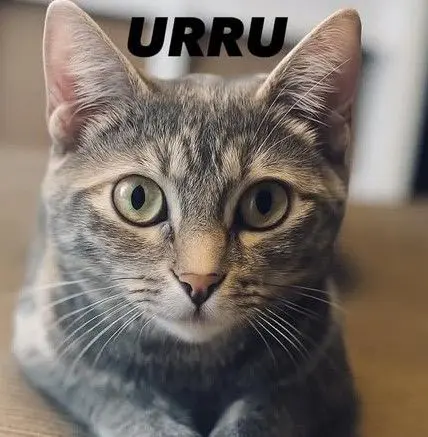 gato lost   48940 Leioa Urru