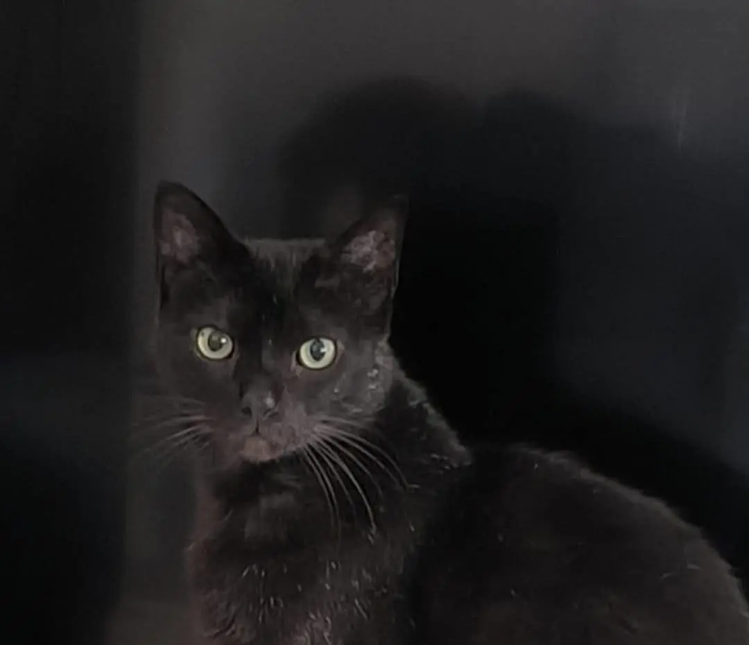 gato lost   48630 Gorliz Zaz
