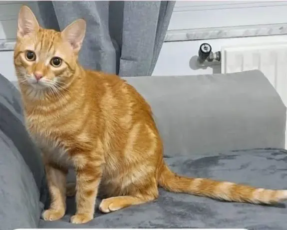 gato lost     Melchor