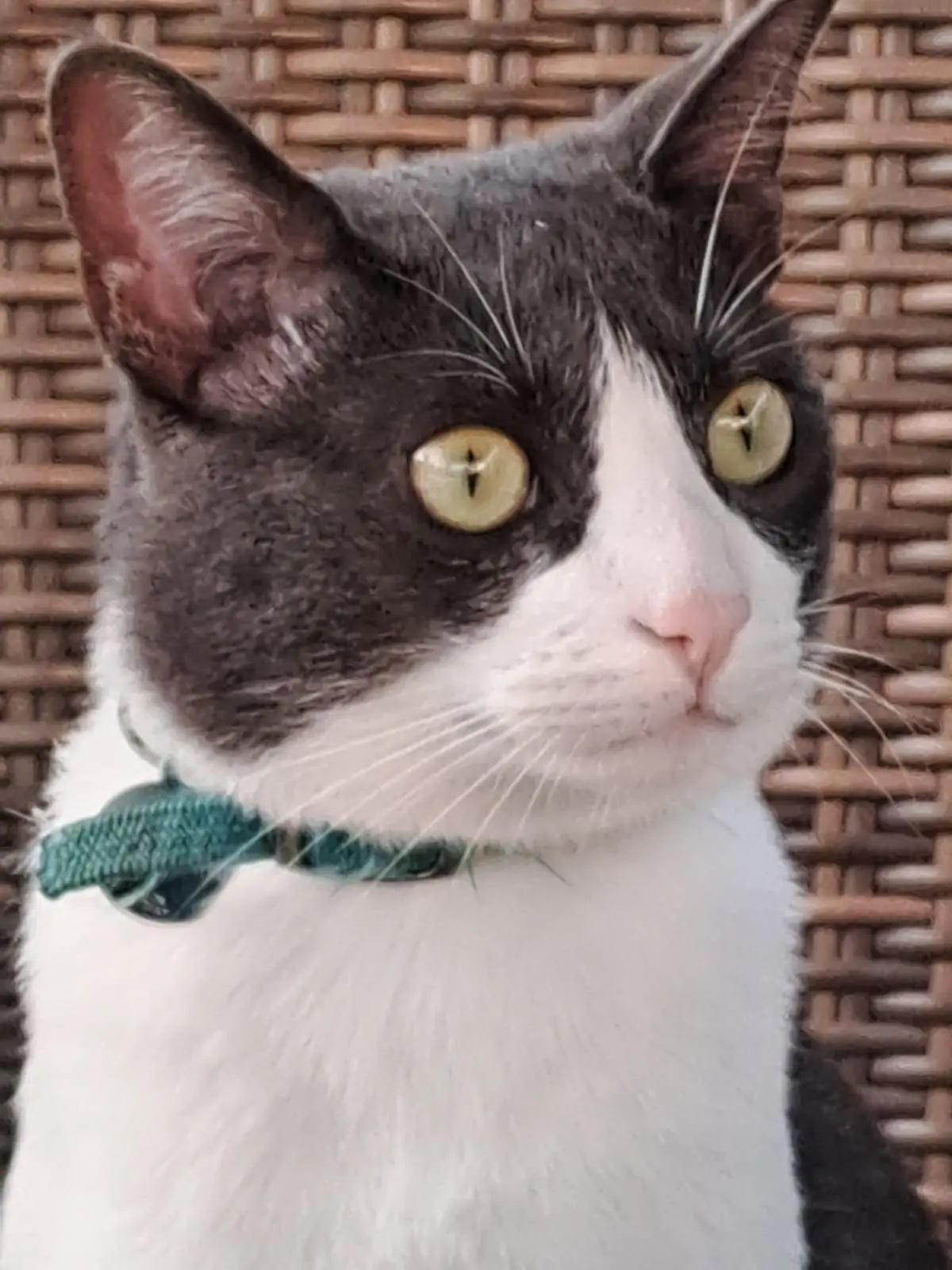 gato lost     Calcetines