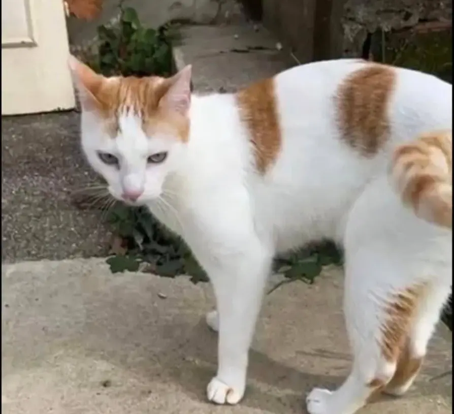 gato lost     Faus