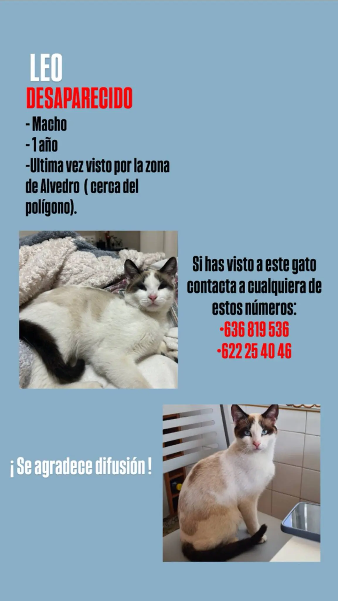gato lost     Leo