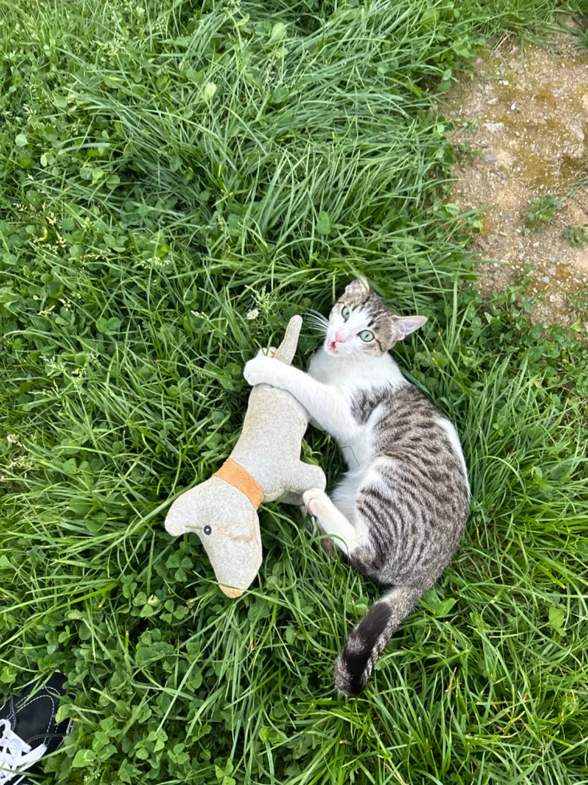gato lost     Michi