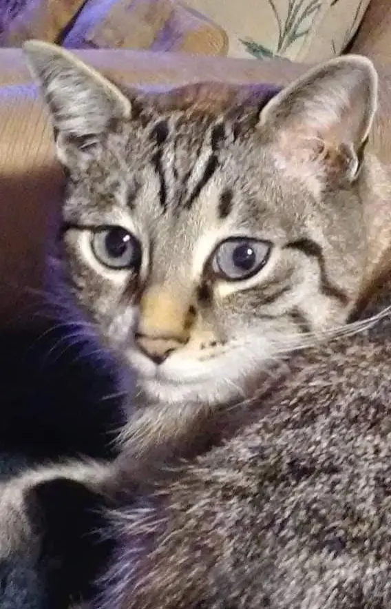 gato lost     Nose