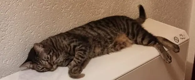 gato lost     Rogelio